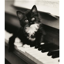 Πανί Μικροΐνες Γάτα Στο Πιάνο Pictura