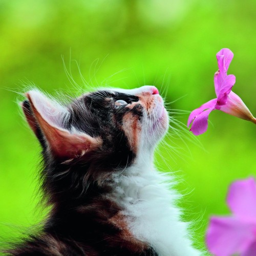 Ευχετήρια Κάρτα Διπλή 16x16 Γατάκι Μυρίζει Λουλούδι Pictura