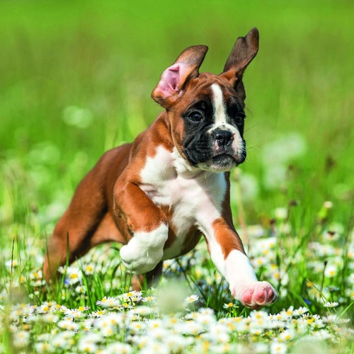 Ευχετήρια Κάρτα Διπλή 16x16 Μπόξερ Pictura